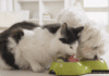 Preventing Cross-Feeding Between Your Pets